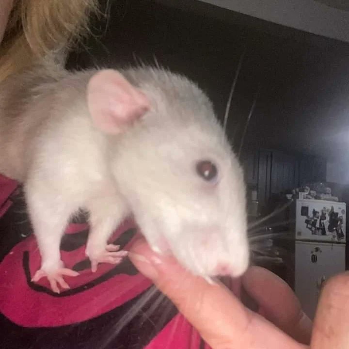 good_rats's tweet photo. Emiko loves hanging out on a hooman's shoulder, especially when snacks are involved. 
(IG:ottawavalley_rats01) https://t.co/vgRUY7ez20