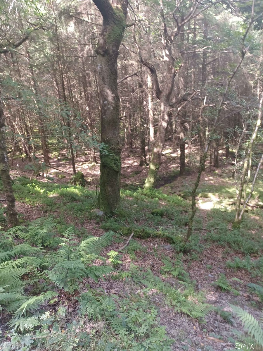 EvilworId's tweet photo. Can someone help im stuckin the forest -e https://t.co/AzqAMExQ8H