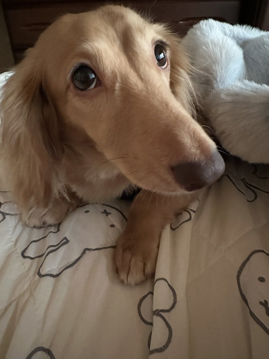 siawase1717's tweet image. おはようございます☀️

#きょうのわんこ