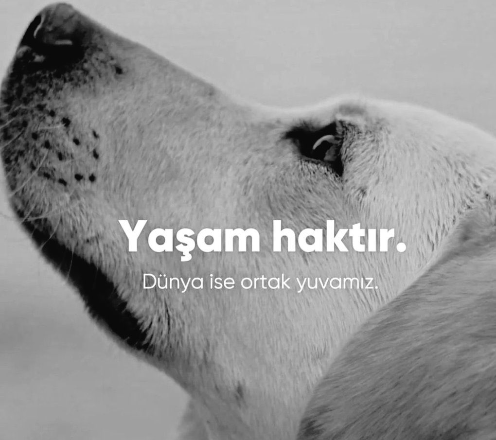 suzanfen's tweet photo. Yaşam haktır. https://t.co/TyKJAc9NZI