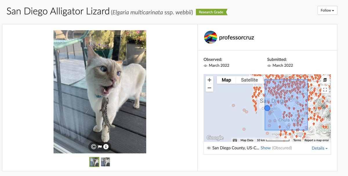 Was on iNaturalist looking for reference photos for drawing practice and OH my god the picture on this observation, I howled.

inaturalist.org/observations/1…