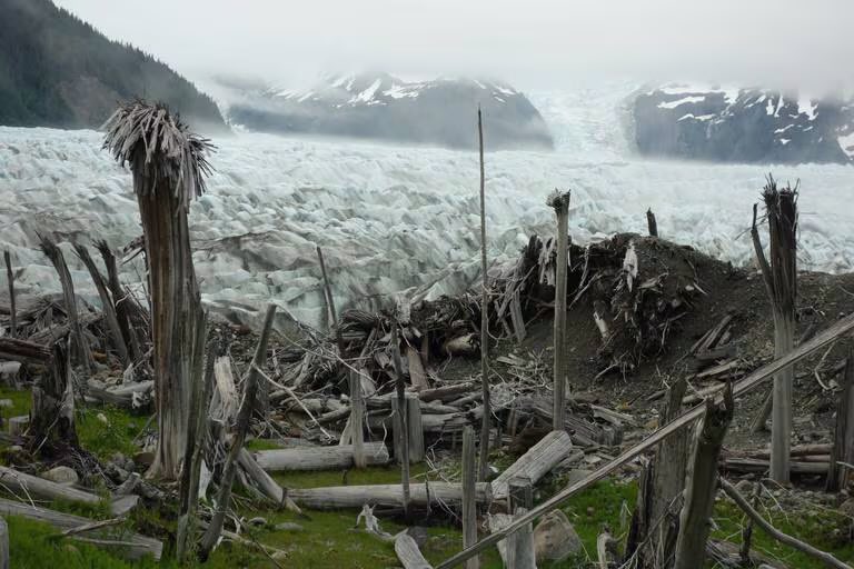 ChrisMartzWX's tweet photo. Dear climate alarmists,

I want you to take a good, long look at the two photographs below. 👀

Go on, study them. 📚

The image on the left is the Mendenhall Glacier in southeastern Alaska.

🔗 https://t.co/11pOGKnfiL

The image on the right is the La Perouse Glacier in Glacier Bay National Park, also located in Alaska.

🔗 https://t.co/Eam9f4WO5N

What do you notice? 🤨

Do you see some tree stumps in there? A “ghost forest,” perhaps? 🪵

Yeah, I do too!

Ancient boreal forests from the Medieval Warm Period are thawing out from beneath receding glaciers in Alaska. 🏔️

So, how did those forests get there and buried beneath the ice? 🧊

You alarmists say the Earth is hotter now than it has been at any point in the last 100,000-years or more. But, glacial ice is a good indicator of temperature, and here we have compelling evidence which suggests it was warmer there than it is today in the not so distant past, more like 1,000-years ago.

And, if that’s indeed the case, this really blows a giant gaping hole in your theory that the Medieval Warm Period was just a European phenomenon, and indicates to me that the Earth as a whole was warmer then than it is today.

You can massage the proxy data until all evidence of Medieval warming is erased, but you can’t erase away the geological evidence that throws a wrench into your narrative. 🔧

Ice doesn’t lie, but climate alarmists do.