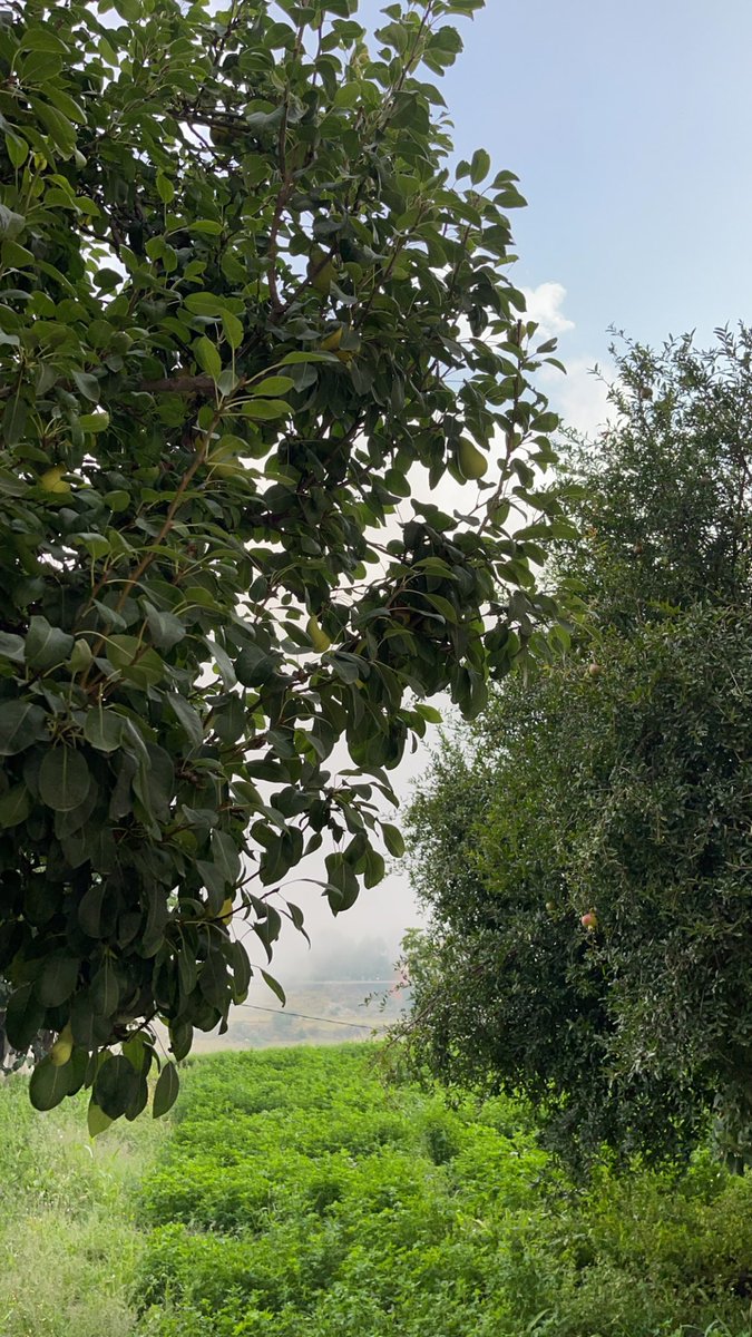 "اتركها تأتي كما كتبها الله لك ، لعلّها تأتي كما تمناها قلبك"🍃❤️.