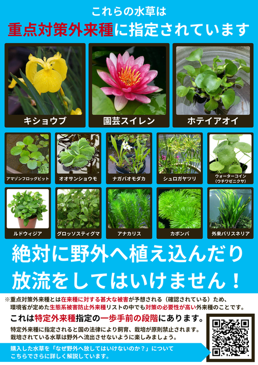 shopcharm's tweet photo. ストップ野外逸出🚫✋🤚
近年ビオトープのように、屋外環境でも水草を楽しむ機会が増えてきました
その一方で、野外へ流出した株による生態系への影響が懸念されています

とはいえ、太陽の下で育った植物たちは屋内では見られない魅力を持っています
環境へ配慮し安全に育成を楽しむための方法を記事にまとめてありますのでぜひご覧ください🌱
https://t.co/43AeSu5dri