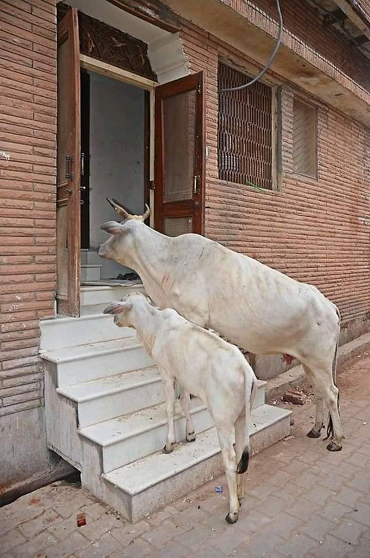ये घर लूटने नही आते, इनकी तो बस छोटी सी डिमांड है, रोटी या लोई
हो सके तो दे दिया करो 
परमात्मा आपका भला करे।