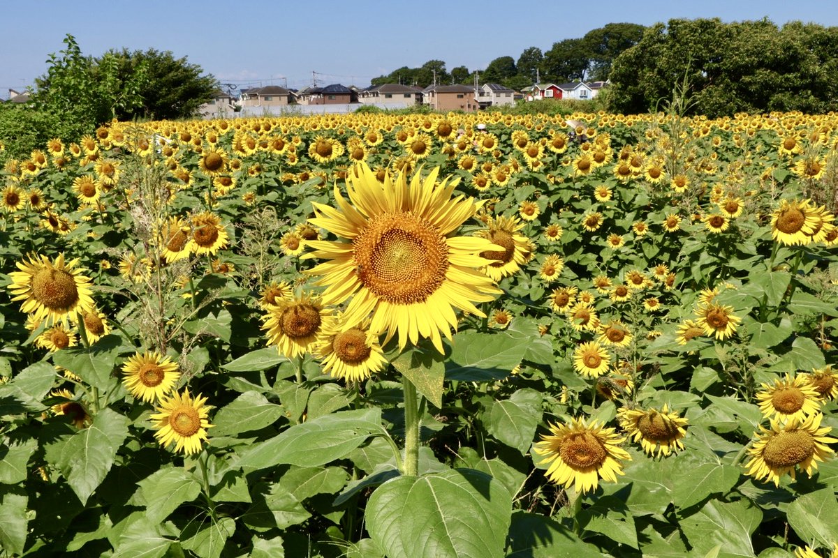 camerron11111's tweet image. 清瀬ひまわりフェスティバル、朝から盛況できた！
暑さも半端ない！
#eosr6mk2
#RF70-200F2.8
#RF24-70F 2.8