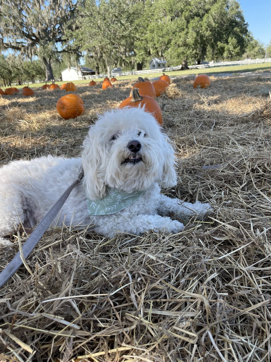 Happy 13th birthday to Ollie!!