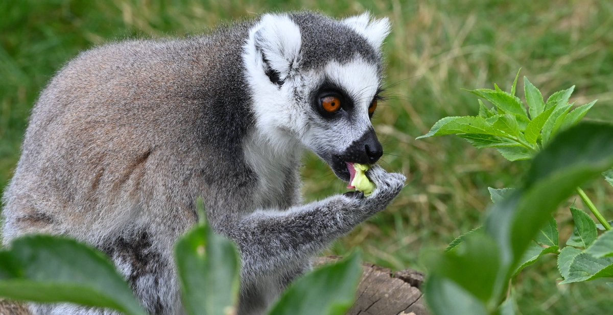 bikeitderek's tweet photo. Lemurs @ZSLWhipsnadeZoo came out to play today. Aren’t they beautiful! https://t.co/ROdGoBlc02