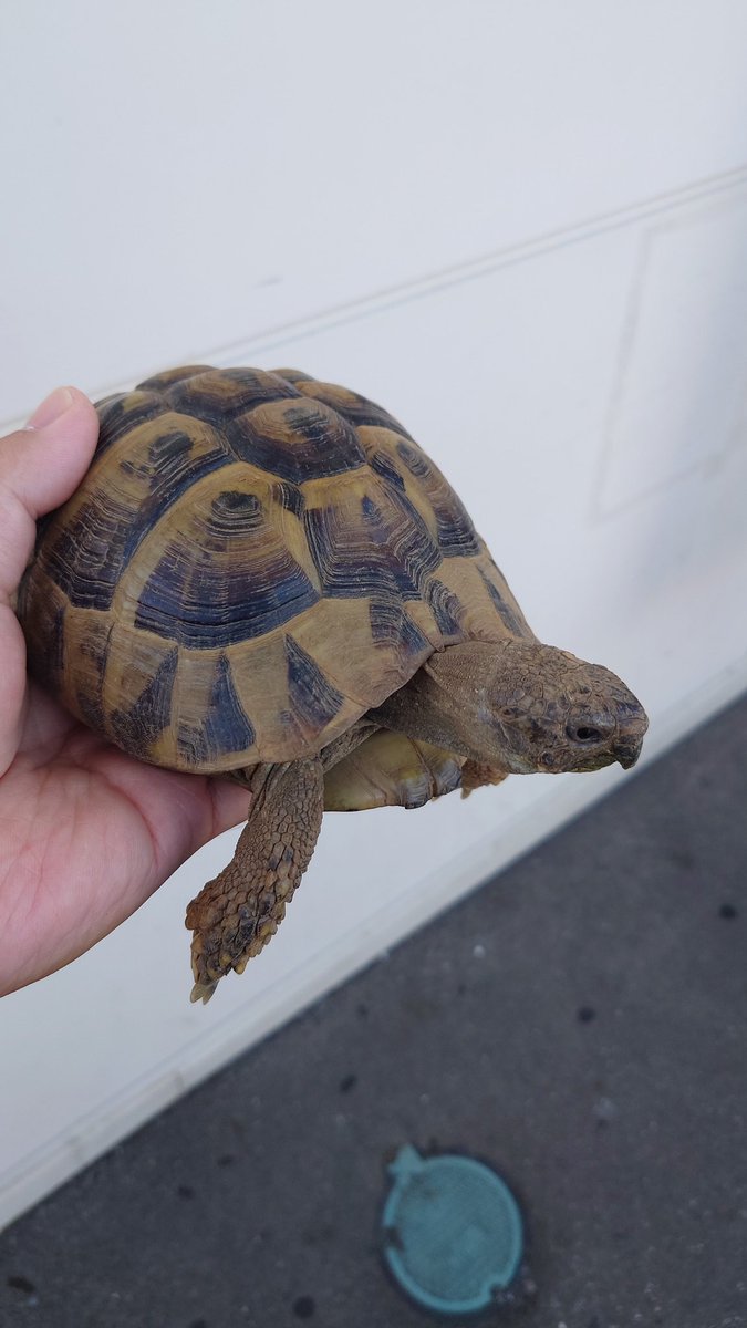 グルーガンネロネロ tweet media