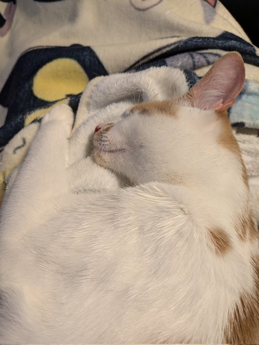 PatrickOneEye's tweet photo. Mom's home ❤️ #mom #cat #Caturday https://t.co/WjmLXae9B6
