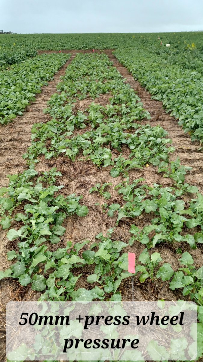 Such visual differences and couldn't believe how well canola came up from 50mm. <a href="/GRDCWest/">GRDC West</a>