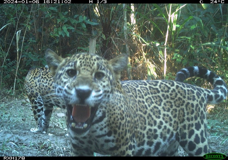 Marcella J. Kelly tweet media