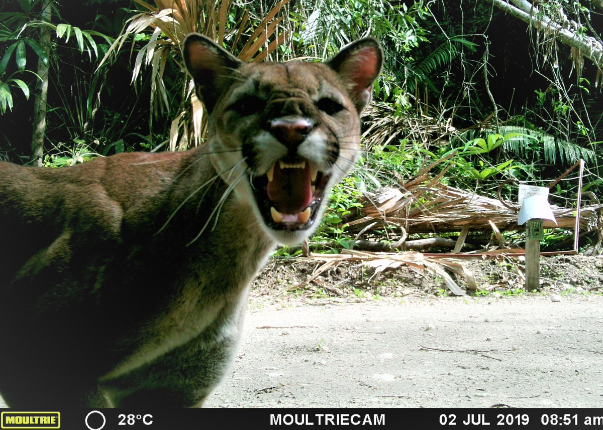 My 2 favorite #Belize camera trapping photos. Honestly, the puma is way more scary! Then again - it is a baby jaguar. <a href="/whapavt/">WHAPA Lab</a> <a href="/vt_fishwild/">VT FISHWILD</a> <a href="/vt_cnre/">Virginia Tech CNRE</a>