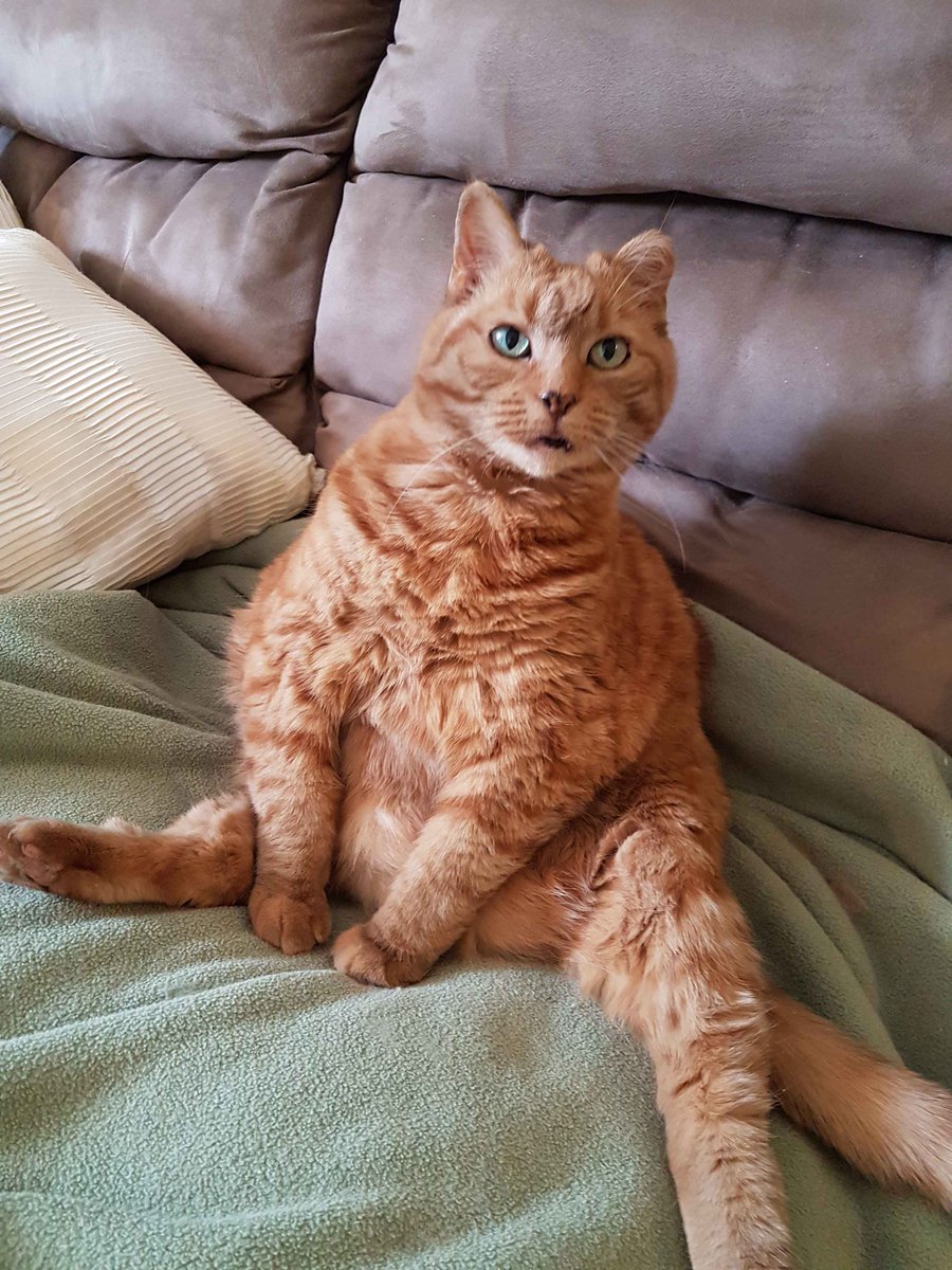 kitko's tweet photo. I know I don’t really use this site anymore, but I made a memorial post for Gigi here, so I wanted to make one for Kitkat too. On Thursday I had to say goodbye to Kitkat, she’s been my family for the past 18 years. https://t.co/RvrRRf2fGs