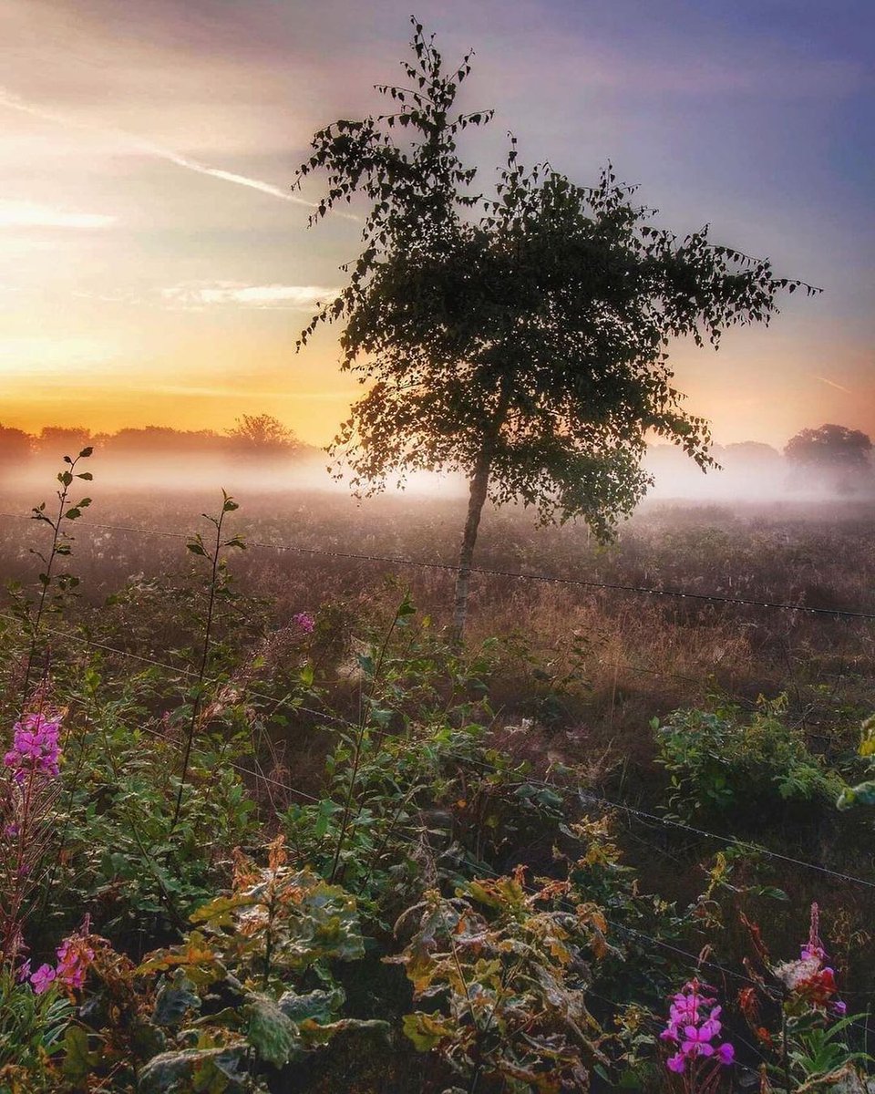 waynemarab's tweet photo. How beautiful 😍 A great view 🌟🌿🌳🌿🌟👏🏼👏🏼
#tree #trees #nature #exploretocreate https://t.co/7DVleqmGr3