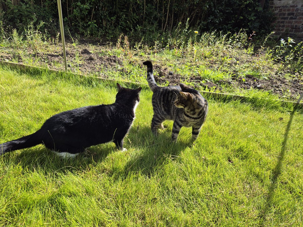 JackcatK's tweet photo. Poppy also joined me 😀 https://t.co/DZ8rmPehDX