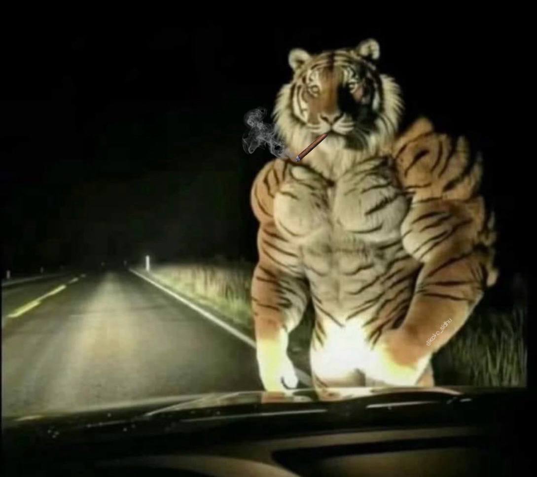 USDTiger's tweet image. If you haven’t seen the tiger in a while, just know he’s about to show up lookin’ extra swole 👀