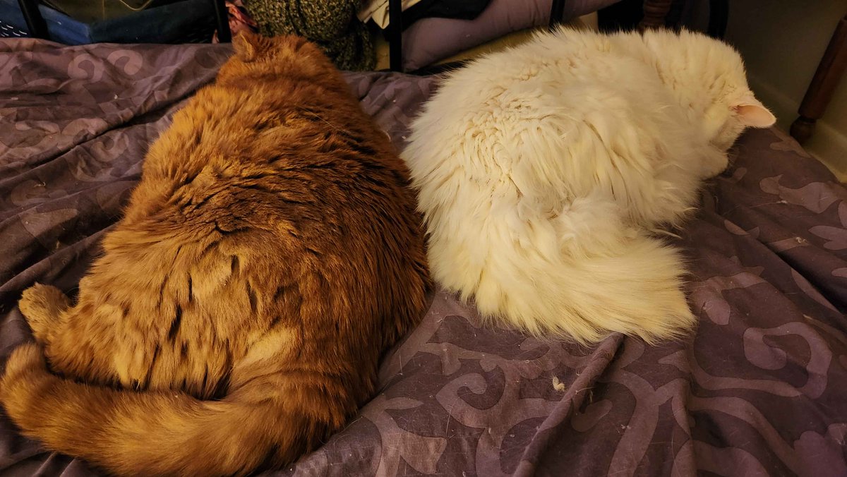 kitko's tweet photo. This year has been very hard on me. I never expected to lose both my babies within such a short timeframe. They were both so sweet and deserved the world. I can only hope I gave them a fraction of that. Love and miss them both so much. https://t.co/una9okKZNq