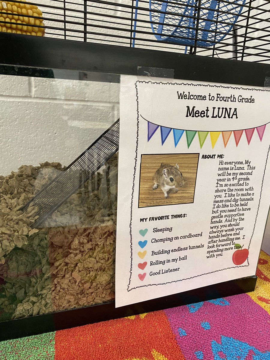 It’s back to school time and Luna is back from vacation ready to meet her new classmates. <a href="/GreenvilleES/">Greenville ES</a> 🐹