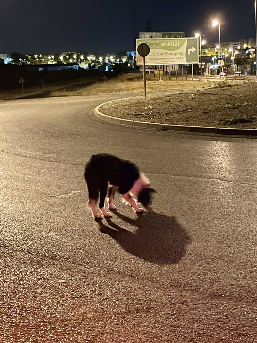 Por favor, difusión: hay un perro perdido en la rotonda de entrada y salida del Luz Shopping, la más cercana a Ikea. Es negro con manchas blancas y lleva una correa con la bandera de España, pero sin chapa de teléfono. Se acerca y es afable, pero no se ha dejado coger