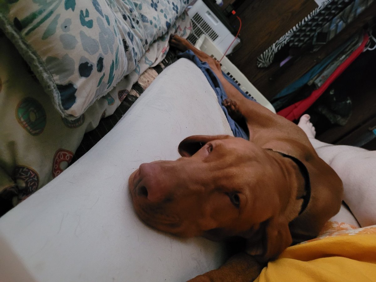 GeckyBoz's tweet photo. @CRYPTIDKILL Vizsla https://t.co/u6JIZRJbfU