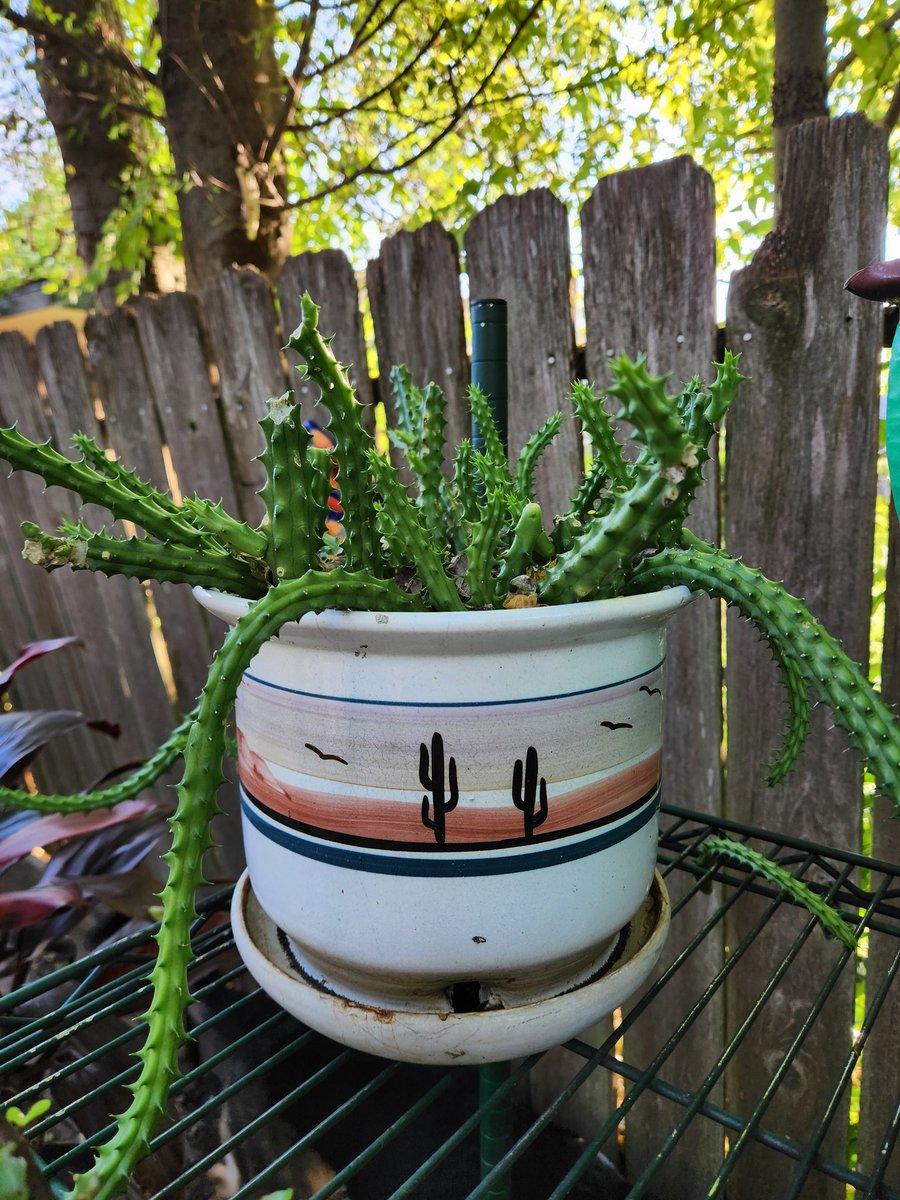 Jakeplus2's tweet image. Very happy plants in this Houston heat...