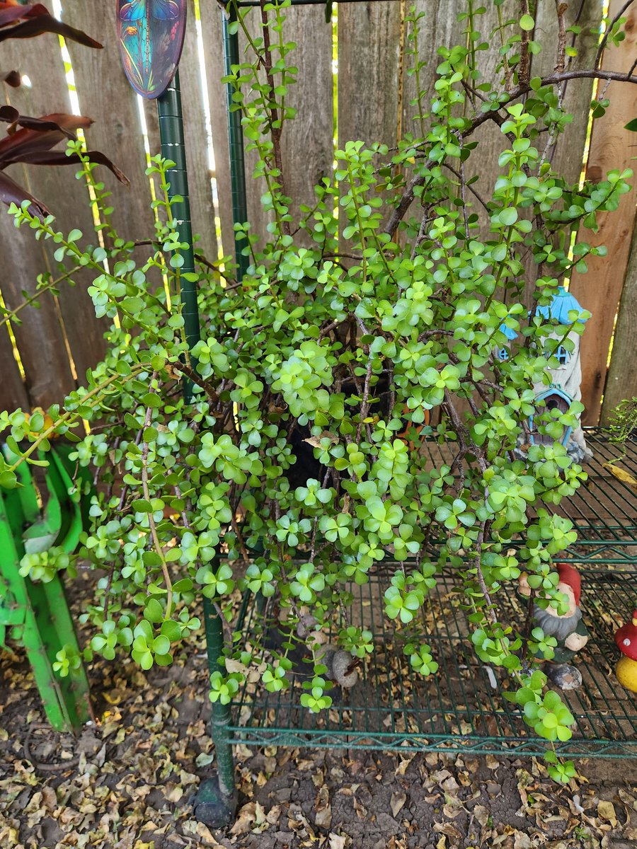 Jakeplus2's tweet image. 