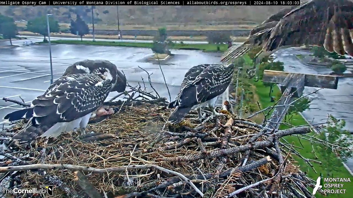 HellgateOsprey's tweet photo. 18:01, 8/10 Finnegan walked between Sum-eh and Iris and stood by Antali to feak his beak then took to the sky. #HellgateOsprey https://t.co/HaWqIITTP3