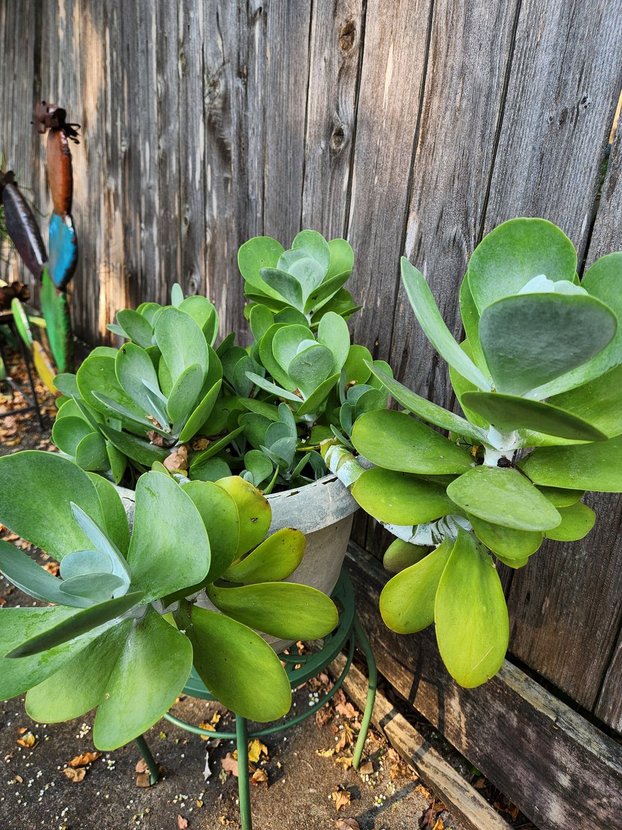 Jakeplus2's tweet image. 