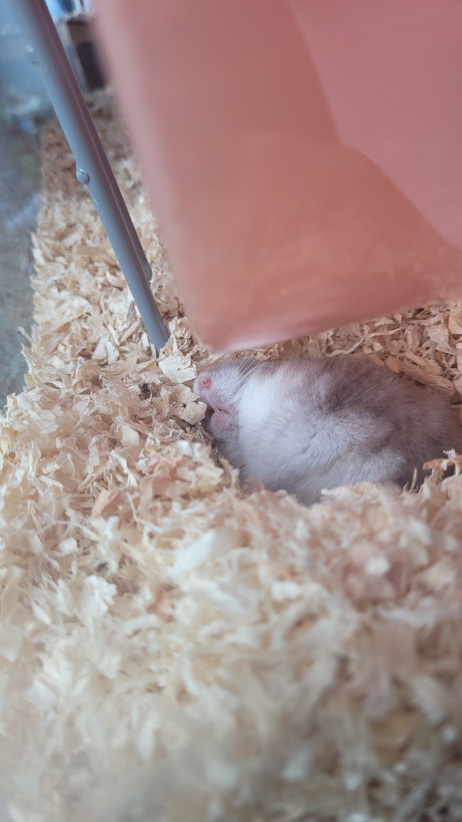 Fluffy The Hamster tweet media