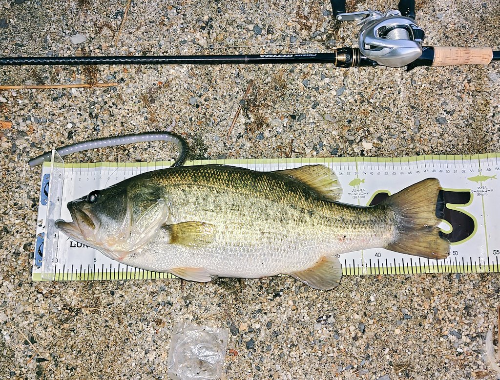 お気に入りのメジャー家に忘れてしまった(⁠ ⁠；⁠∀⁠；⁠)