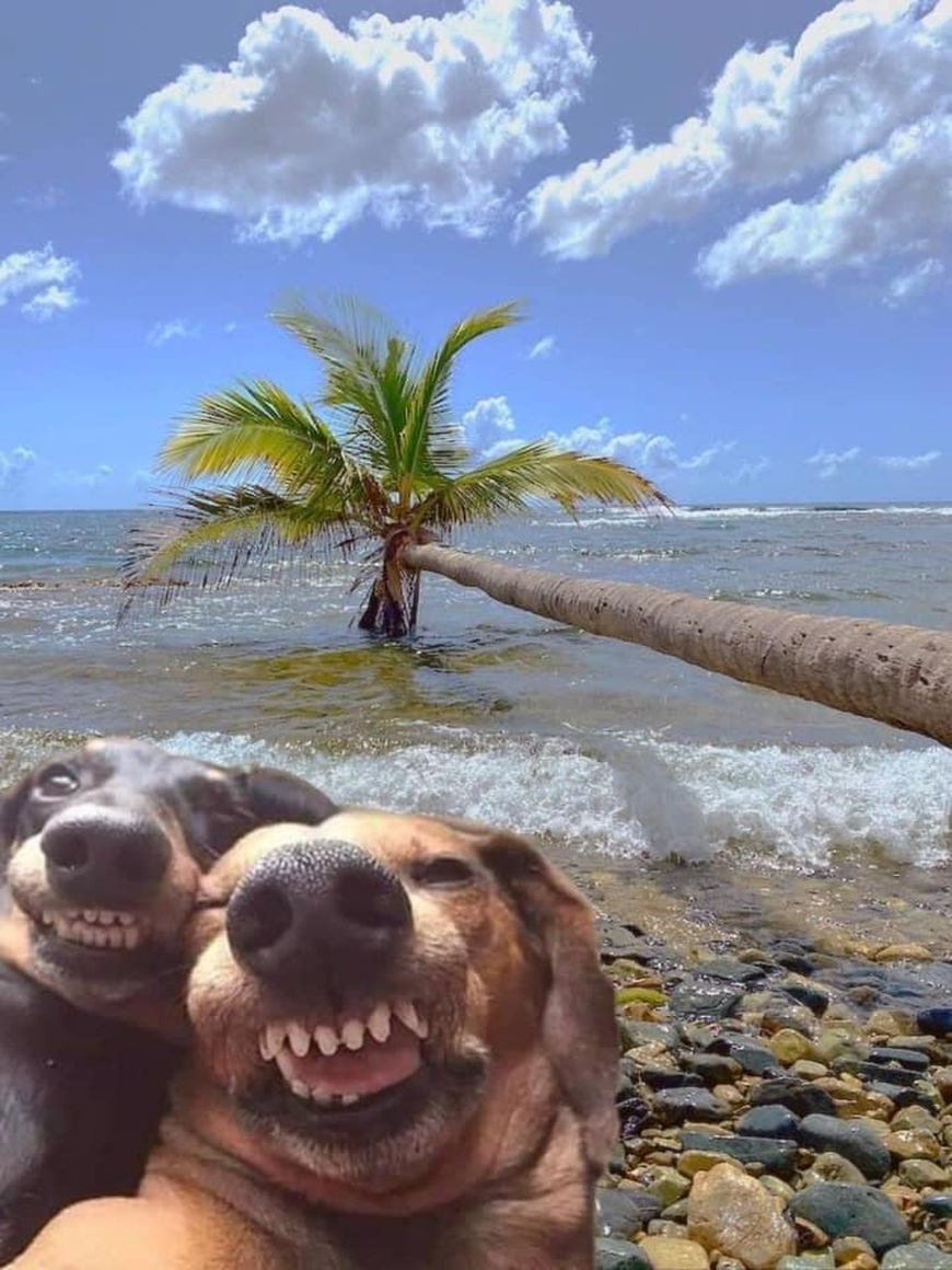 Dalbodog's tweet photo. Best selfie I've seen 😍 https://t.co/cYar71mGec