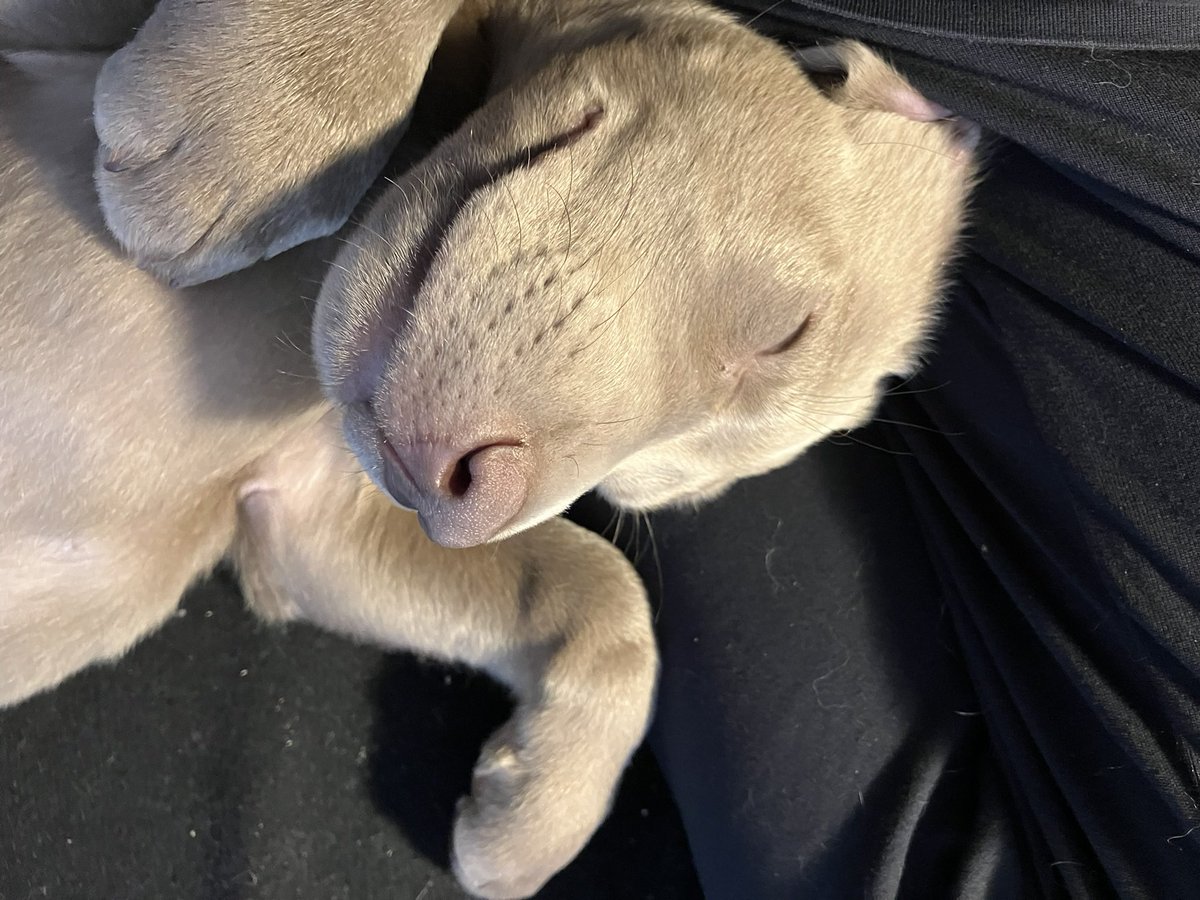 Lynn Hooghiemstra tweet media