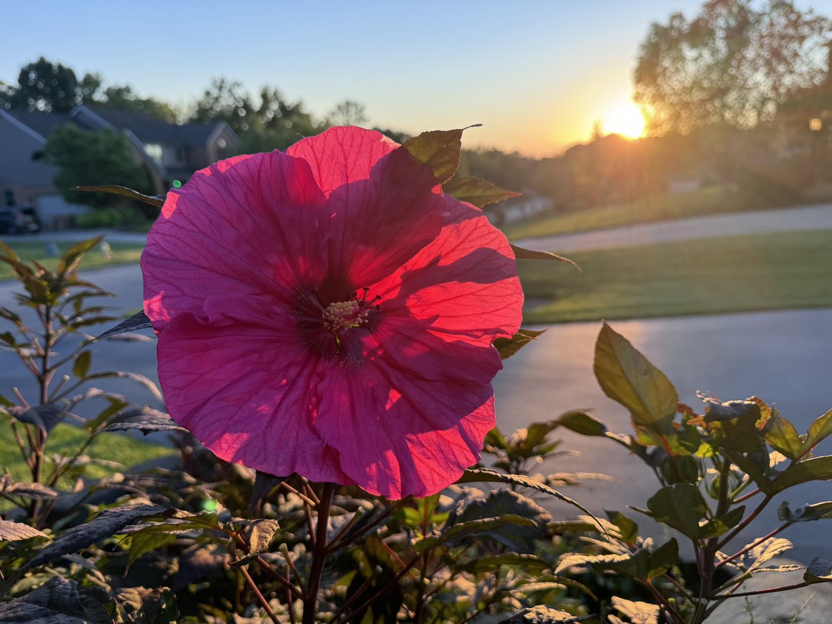 EmmaHurt1976's tweet image. Just one lone flower on my hibiscus this evening, but happy to see lots of buds so many more still to come. #WestChesterOH