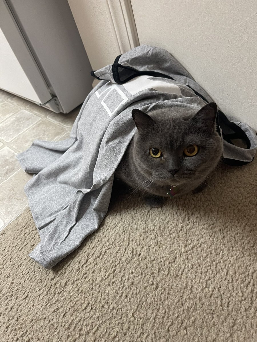 JustinWard1234's tweet photo. @FrameRateMerch 

Got my merch and I love it!

Even the fur baby’s 🐱 wanted to give them a try https://t.co/aDIS929NUZ