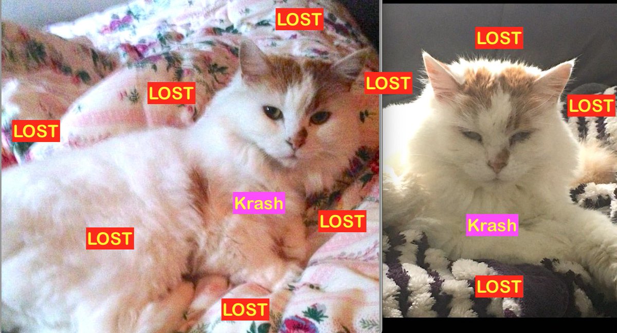 White &amp; Orange Cat MISSING from House Fire on 16 ST &amp; 3 AVE NORTH-Family is devastated as their 2nd Cat perished. If you've seen 'KRASH", or know of her whereabouts,call or text 403-382-9817 facebook.com/photo/?fbid=90… Pls RT #yql