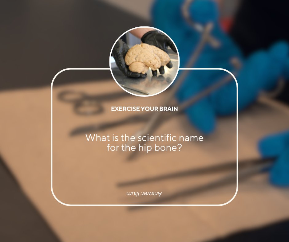 AnatomyLab's tweet photo. Today's Trivia 🧠 #anatomicalawesomeness #scientific #nowyouknow #hipbone https://t.co/dUOF8ZCk1X