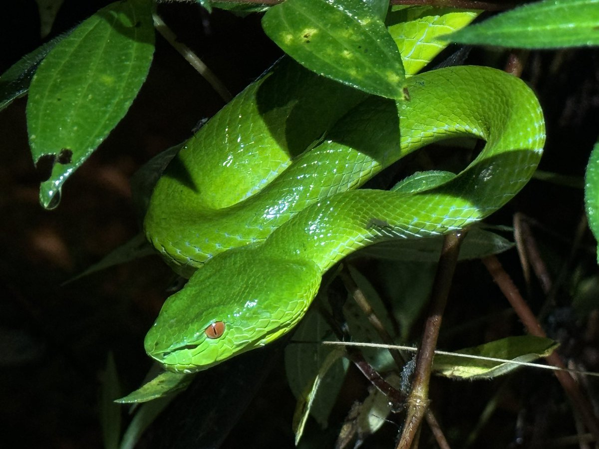 Harrison Kent tweet media