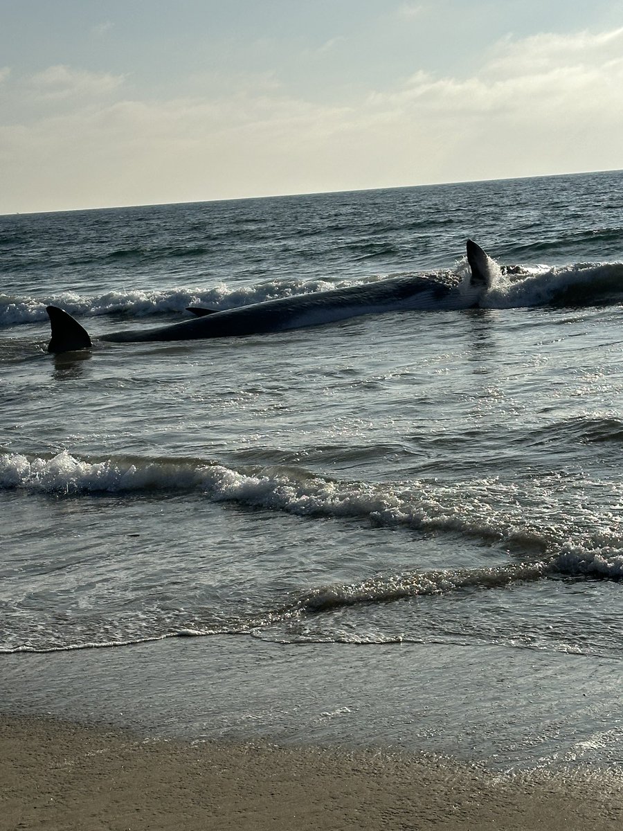 LACoLifeguards tweet media