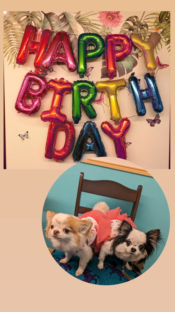 bistro_hawk's tweet photo. @10_shinon 昨日はご来店有り難うございました🎂　可愛くクンクン泣く声が愛らしく♡　＃犬好き　になたまらない１日になりました✨ https://t.co/uaAsVkyFLR