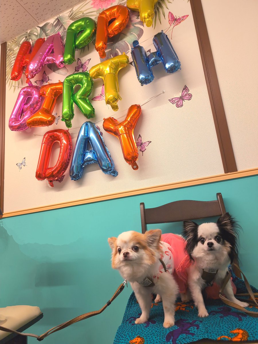bistro_hawk's tweet photo. @10_shinon 昨日はご来店有り難うございました🎂　可愛くクンクン泣く声が愛らしく♡　＃犬好き　になたまらない１日になりました✨ https://t.co/uaAsVkyFLR