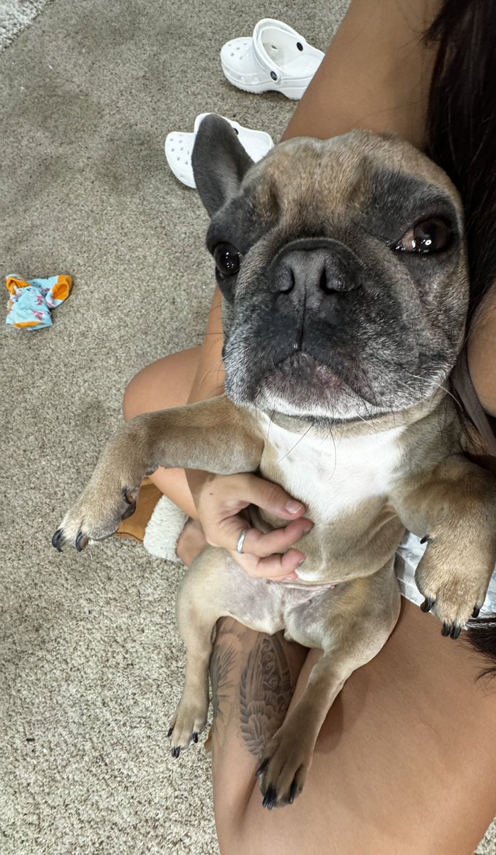abbyberner_'s tweet photo. Daisy is just a baby😭🥹❤️ https://t.co/UNBlvkUD6D