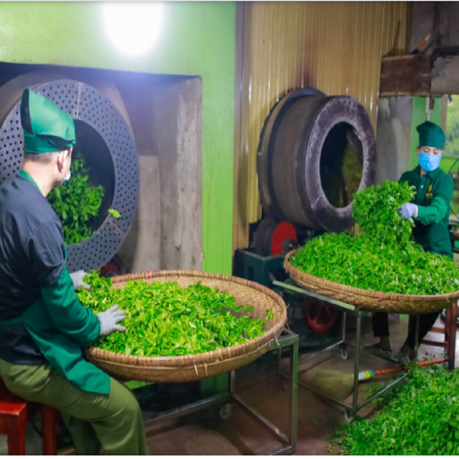 egrisselr's tweet photo. Traditional manual processing methods are an important part of creating the special quality of Thai Nguyen tea. This process requires high skills and meticulousness in every step, from harvesting to packaging of the finished tea. Below are the basic steps in the manual tea processing process in Thai Nguyen: