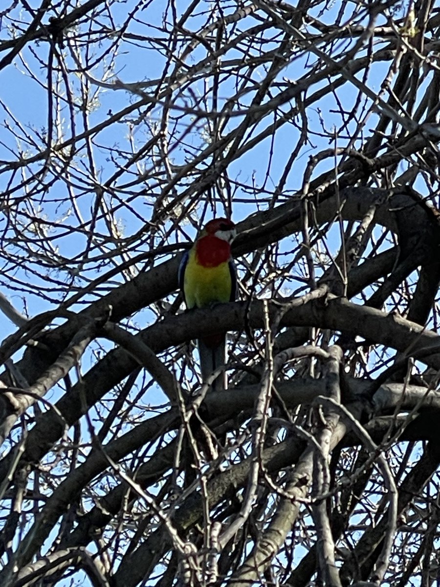 New yard bird! The Eastern Rosellas finally popped in for an official visit today.
