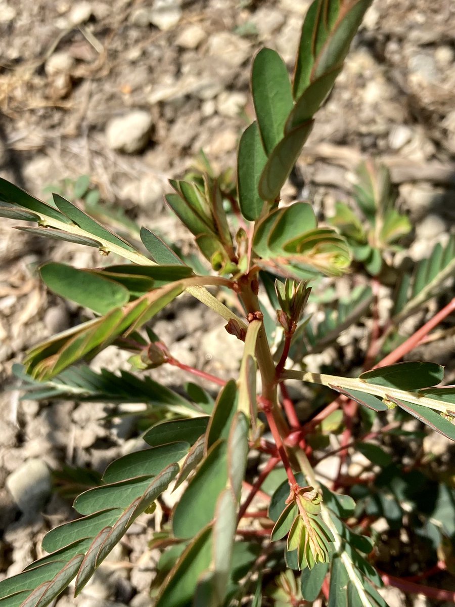 Mandriller M tweet media