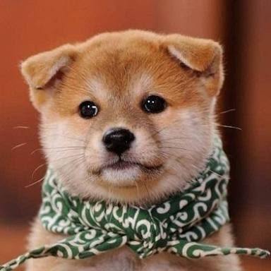 scarfcto's tweet photo. $SCARF to 100m

CA:
2m9Dw7t3d7RvDrJ6UJaTmCKsTppsuJPEoG1ZqqStpump

https://t.co/xJvRfsc0RN https://t.co/BcllDk84LY