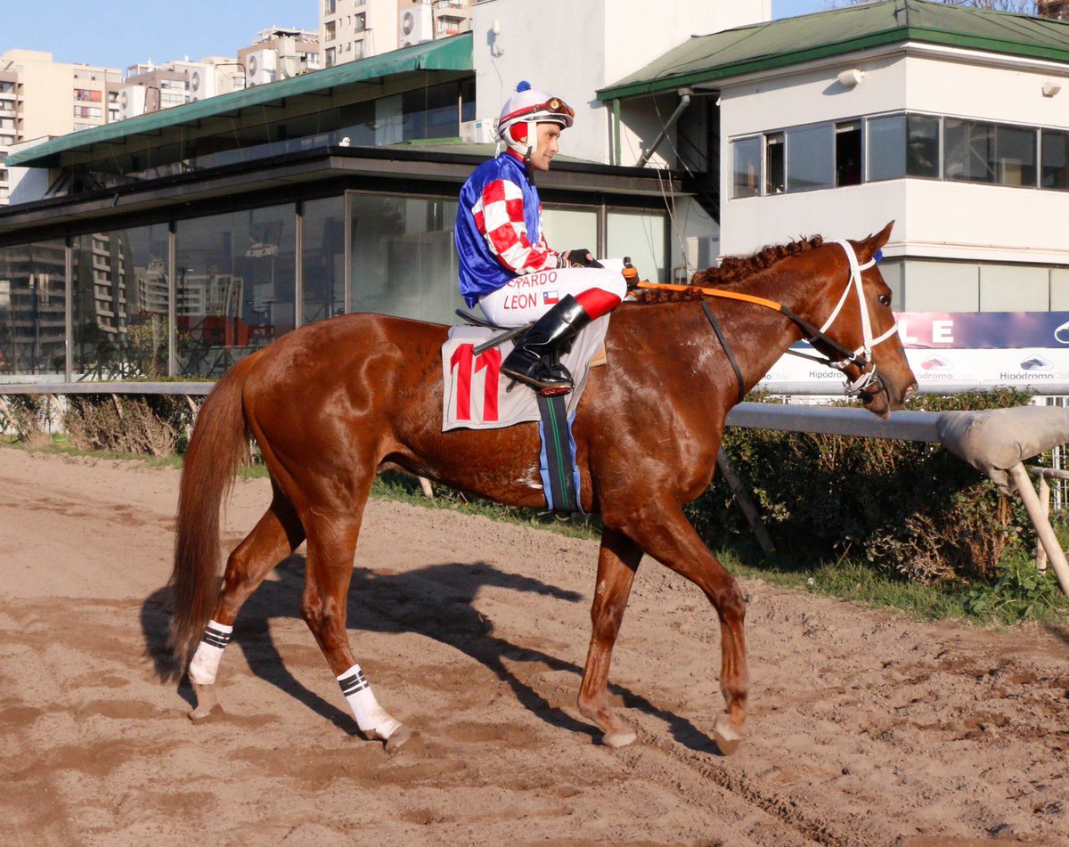HarasCarioca's tweet photo. ¡Gran Demonio ya es clasiquero! 💪🏼 El hijo de #Katmai ganó el G2 Domingo 2º Herrera en @hipodromo_chile, logrando su segundo triunfo y primer estelar.

👉🏼 Tres hijos de #Katmai vendrán a la venta el 20 de agosto en nuestro #Remate2024. Visita https://t.co/WzfopWmSy2 y @fzremates https://t.co/o8HiO6Nym1