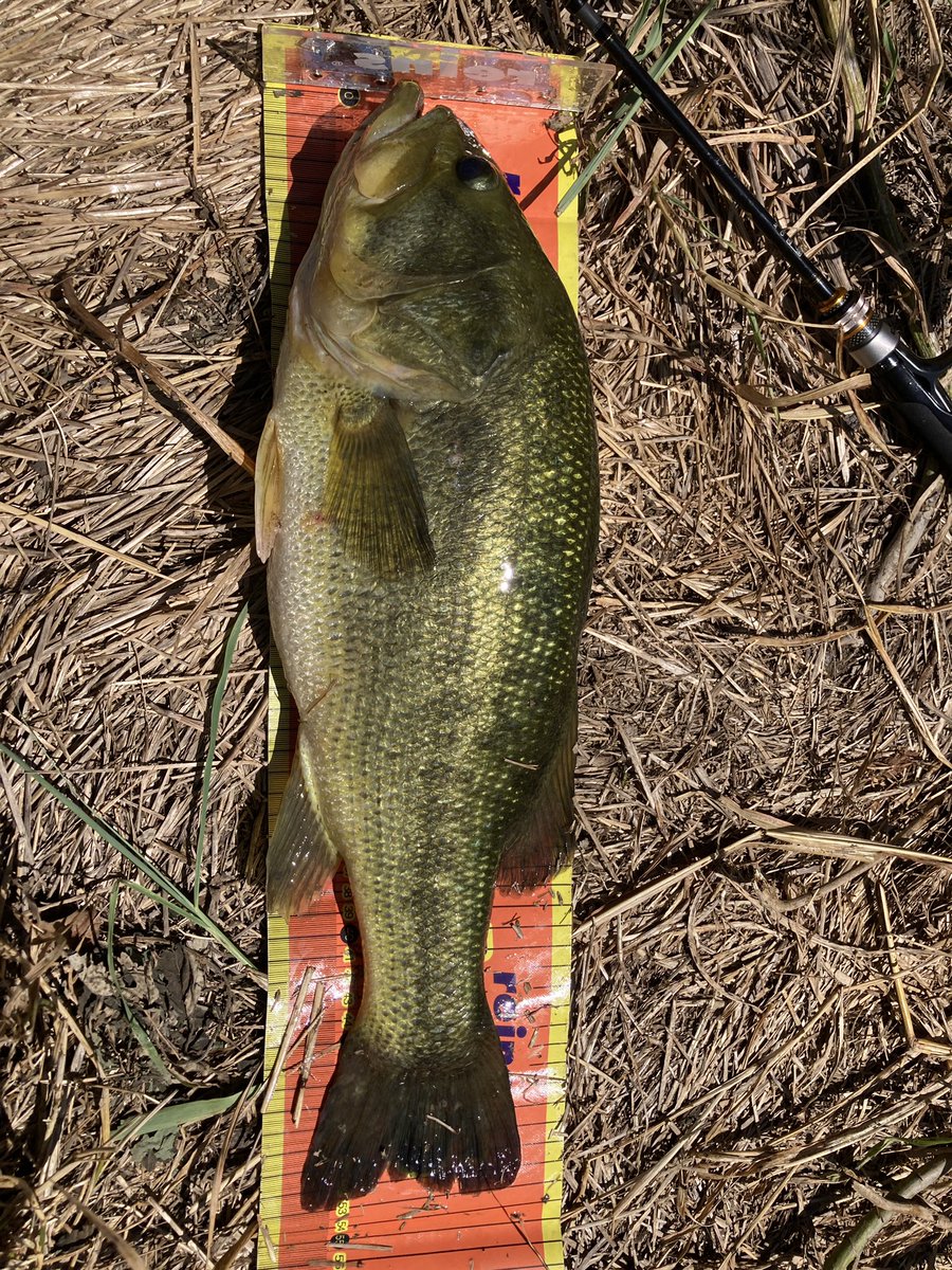 MemorableFish's tweet photo. 帰省ついでに県内河川へ💨

朝一ジョリーで40up目の前バラし…
その後傷心を癒すレギュラーサイズ🐟

まだ魚差して来ると思い、時間空けて入り直したら、
スクーパーフロッグで想定外の50upランカーバス登場✨
53cm,2.4kgの自己記録更新フィッシュ🙌
#埼玉
#ヤバい連呼 https://t.co/eZ2WZA0WoO