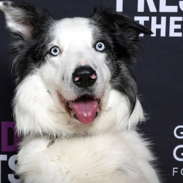 Meg Inscoe tweet media