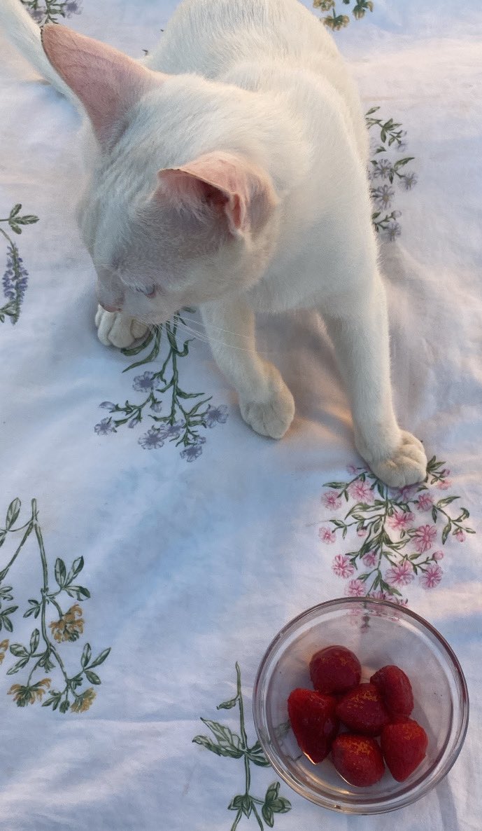🐈🍓🍄🎈..